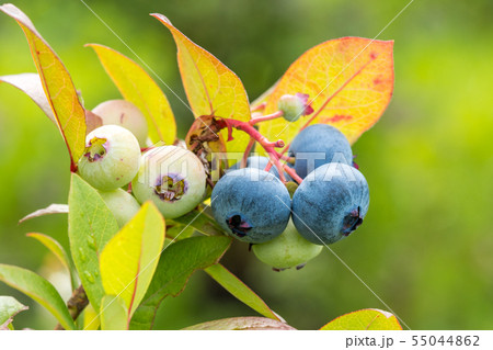Ripen blueberries on the branchの写真素材 [55044862] - PIXTA