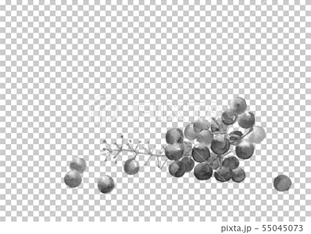 ぶどう ブドウ 葡萄 水彩 モノトーンのイラスト素材