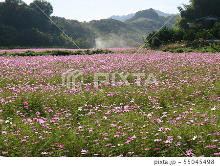 浅海原コスモス畑　愛媛の秋の名所 55045498