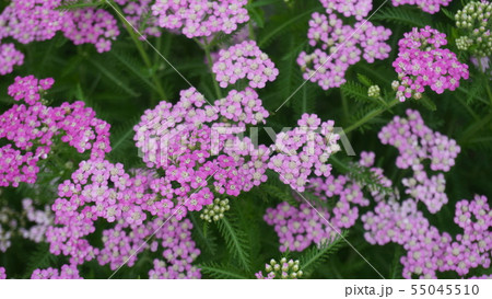 かわいいノコギリソウ(鋸草)Achillea alpina かわいいノコギリソウ(鋸草)Achillea alpina 55045510