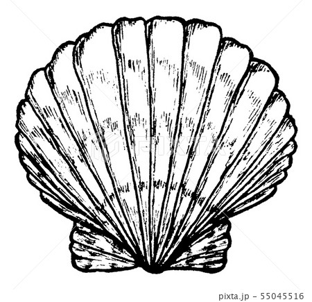 Sea Shell Black And White Illustration のイラスト素材