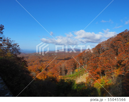 紅葉の谷 紅葉の谷 55045566