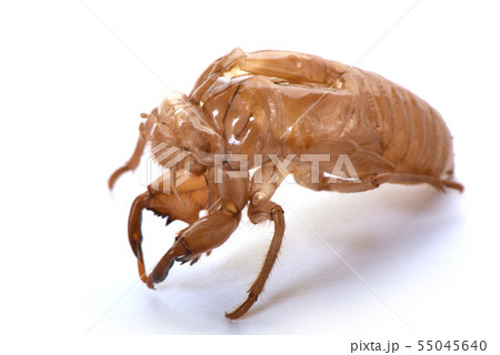 セミの抜け殻 55045640
