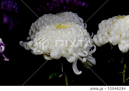調布市の植物園に咲く白い大輪のキク（だるま作り） 55046284