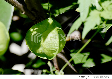 三鷹中原に咲くフウセンカズラ 三鷹中原に咲くフウセンカズラ 55046285