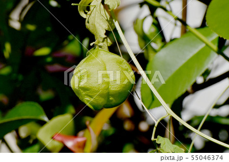 三鷹中原に咲くフウセンカズラ 55046374