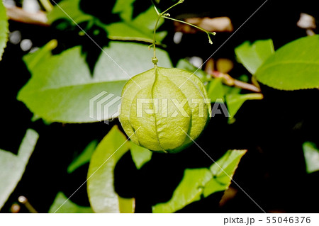 三鷹中原に咲くフウセンカズラ 55046376