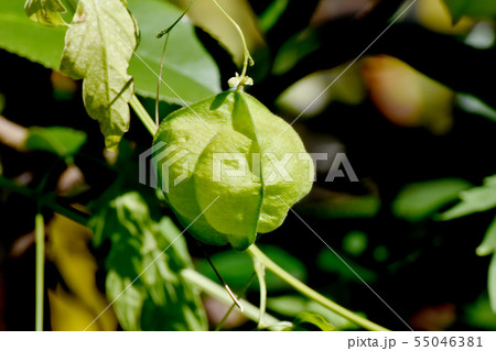 三鷹中原に咲くフウセンカズラ 55046381