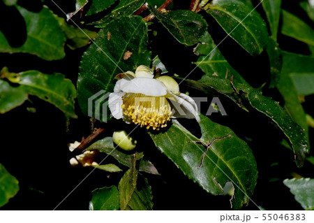 三鷹中原に咲く白いチャノ木の花 55046383