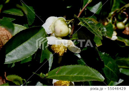 三鷹中原に咲く白いチャノ木の花 55046429