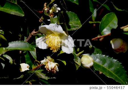 三鷹中原に咲く白いチャノ木の花 55046437