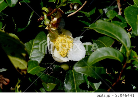 三鷹中原に咲く白いチャノ木の花 55046441