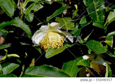 三鷹中原に咲く白いチャノ木の花 55046457