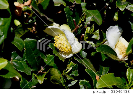 三鷹中原に咲く白いチャノ木の花 55046458