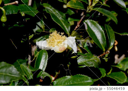 三鷹中原に咲く白いチャノ木の花 55046459