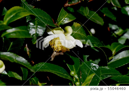 三鷹中原に咲く白いチャノ木の花 55046460