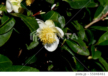 三鷹中原に咲く白いチャノ木の花 55046461