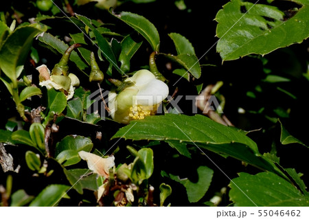 三鷹中原に咲く白いチャノ木の花 55046462
