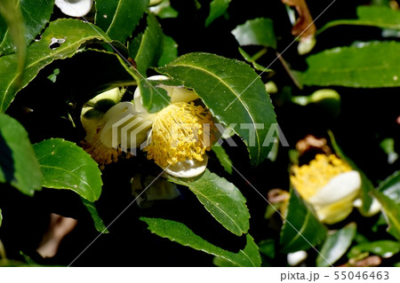 三鷹中原に咲く白いチャノ木の花 三鷹中原に咲く白いチャノ木の花 55046463