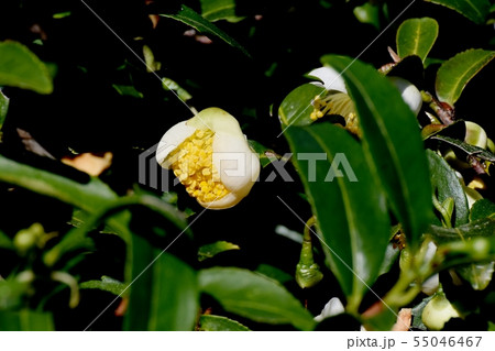 三鷹中原に咲く白いチャノ木の花 55046467