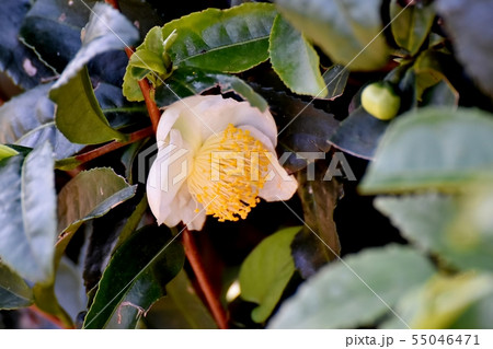 三鷹中原に咲く白いチャノ木の花 55046471