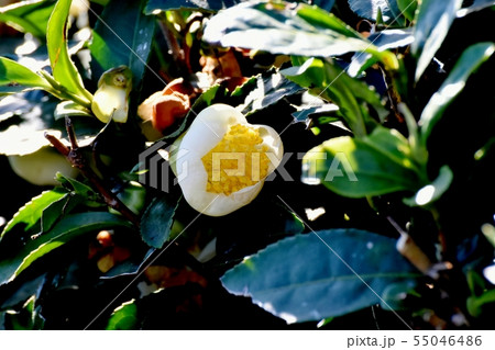 三鷹中原に咲く白いチャノ木の花 55046486