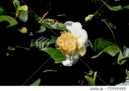 三鷹中原に咲く白いチャノ木の花 55046488
