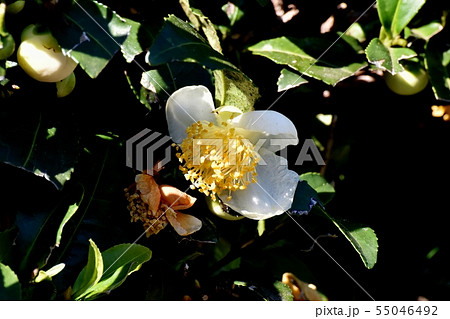 三鷹中原に咲く白いチャノ木の花 55046492