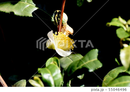 三鷹中原に咲く白いチャノ木の花 三鷹中原に咲く白いチャノ木の花 55046496