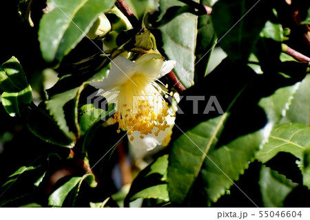 三鷹中原に咲く白いチャノ木の花 55046604