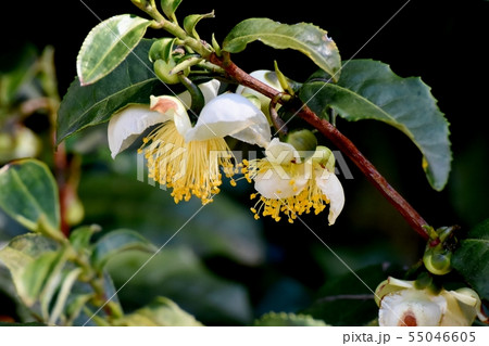 三鷹中原に咲く白いチャノ木の花 55046605