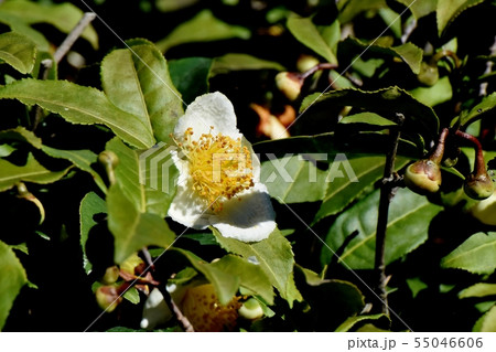 三鷹中原に咲く白いチャノ木の花 55046606