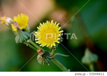 三鷹中原に咲く黄色いノゲシ 55046611