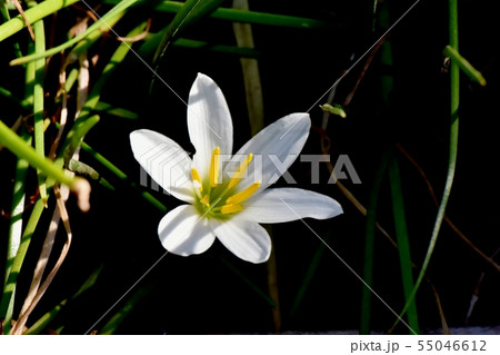 三鷹中原に咲く白いタマスダレ 55046612