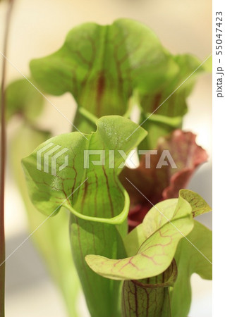 食虫植物サラセニア 55047423