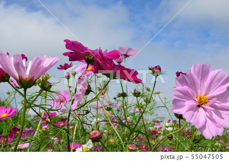 コスモス 55047505