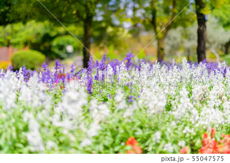 春の宮崎 55047575