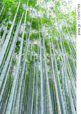 竹林（縦） 55047769