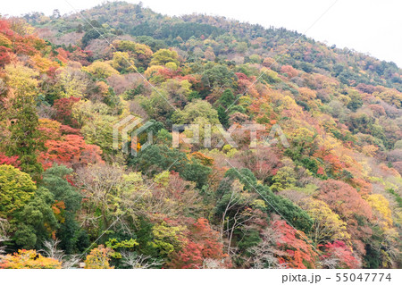 京都嵐山の紅葉 京都嵐山の紅葉 55047774