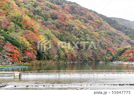 京都嵐山の紅葉と桂川 京都嵐山の紅葉と桂川 55047775