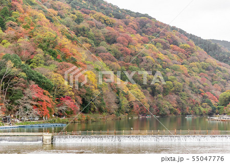 京都嵐山の紅葉と桂川 京都嵐山の紅葉と桂川 55047776