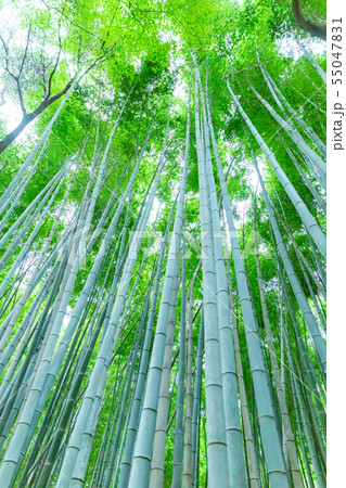 竹林（縦） 55047831