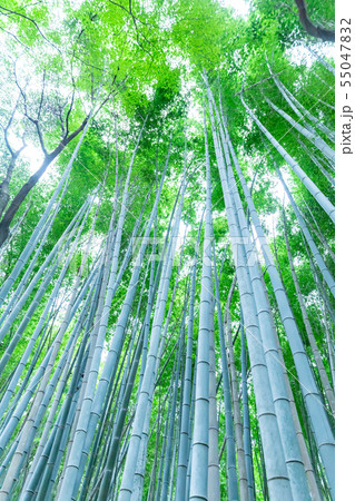 竹林（縦） 55047832