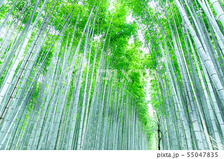 竹林（横） 55047835