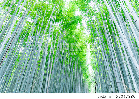 竹林（横） 55047836