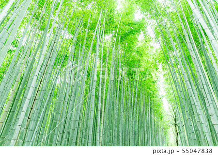 竹林（横） 55047838