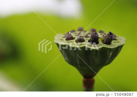 ハスの実 55048087