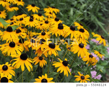 夏の庭に咲く黄色いルドベキア・ヒルタの花 55048124