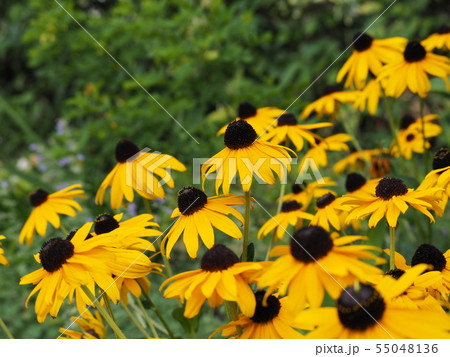 夏の庭に咲く黄色いルドベキア・ヒルタの花 夏の庭に咲く黄色いルドベキア・ヒルタの花 55048136
