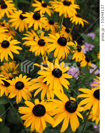 夏の庭に咲く黄色いルドベキア・ヒルタの花 夏の庭に咲く黄色いルドベキア・ヒルタの花 55048137